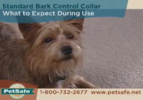 PetSafe Standard Bark Control Collar Tips