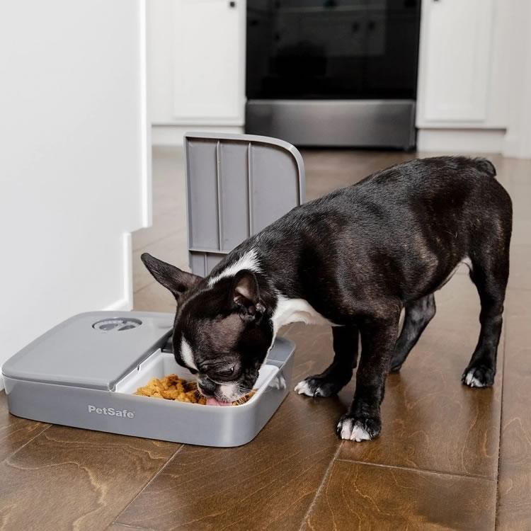 Automatic 2 Meal Pet Feeder