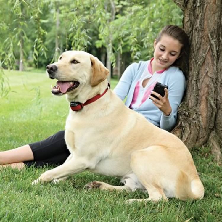 Stay + Play Wireless Fence System Stubborn Dog Extra Receiver Collar