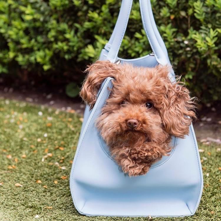 LOLA Dog Carrier