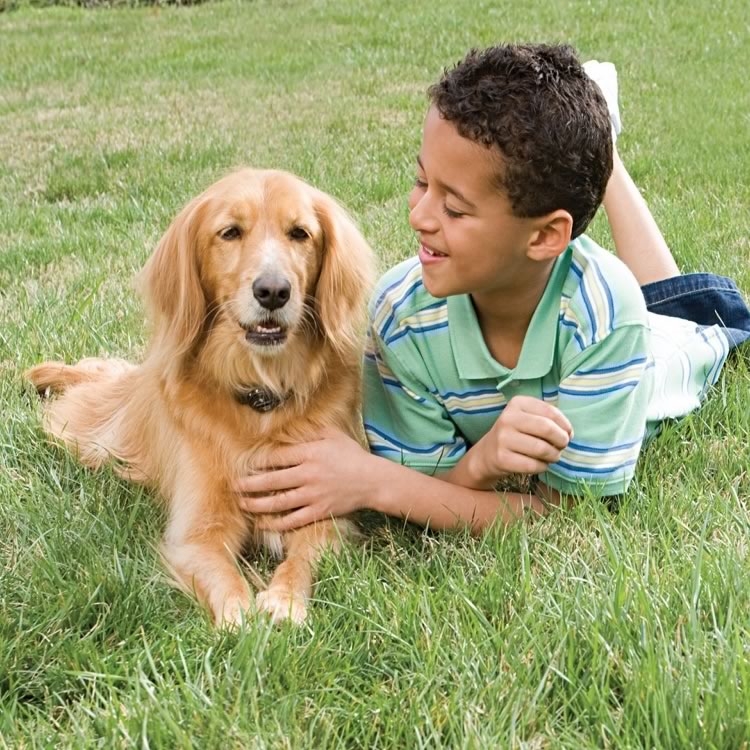 Stubborn Dog In-Ground Fence System