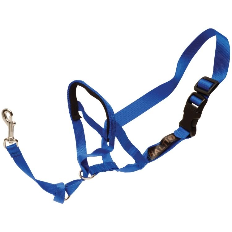 Halti Head Collar (Blue)