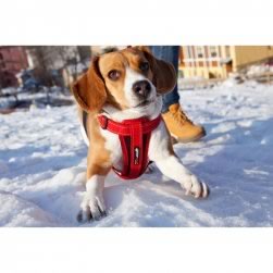 Chest Plate Harness Snoopy