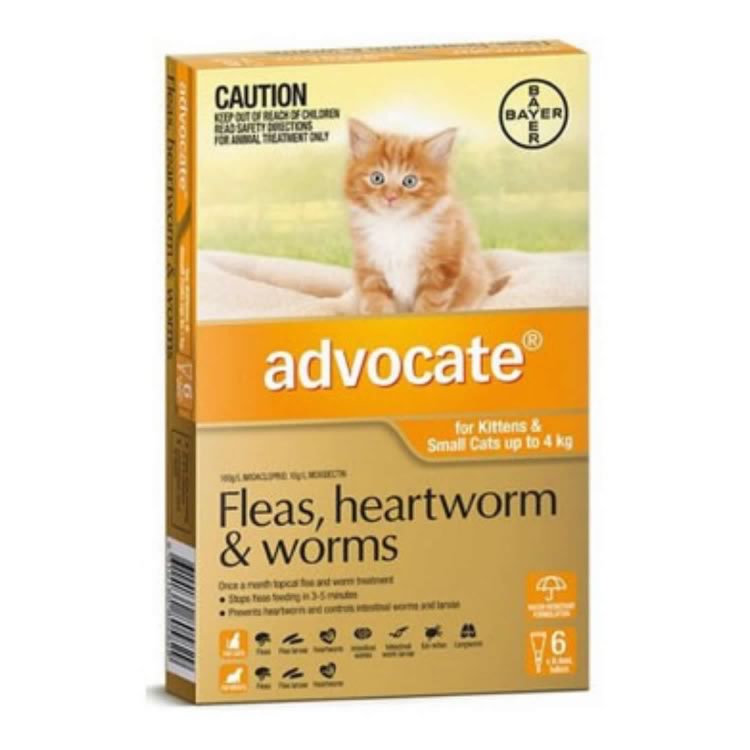 Advocate for Small Cats (Orange)