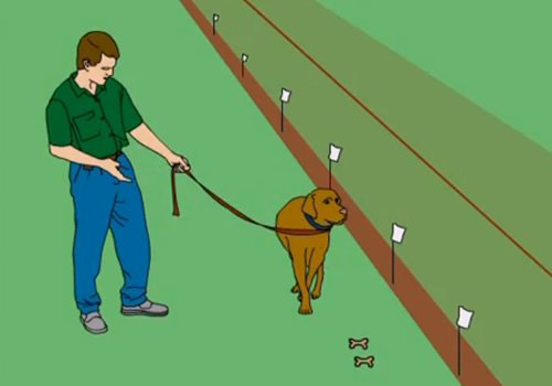 Training Your Dog: PetSafe In-Ground Radio Fence