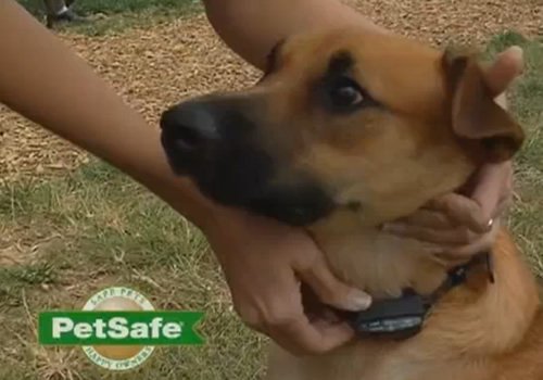 PetSafe Big Dog Bark Control Collar Overview